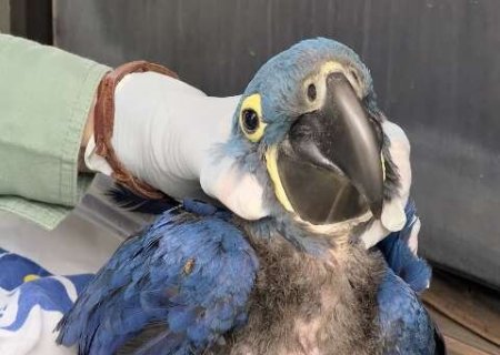 Primeira arara-azul nascida após incêndios está pronta para bater as asas