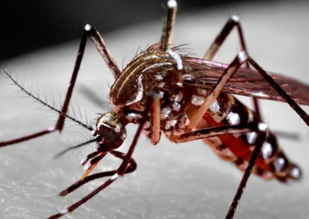 MS já teve 16.207 casos confirmados de dengue no ano