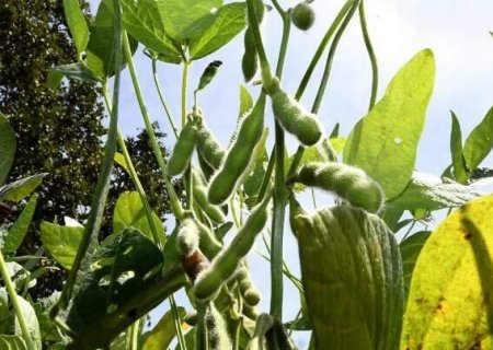 Produção agrícola de MS deve chegar a 75,3 milhões de toneladas