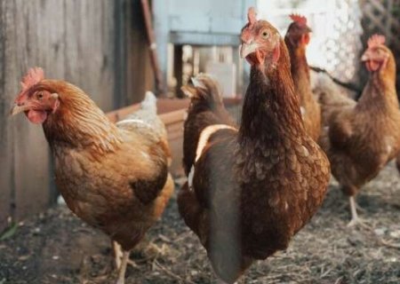 MS descarta suspeita de gripe aviária em Amambai