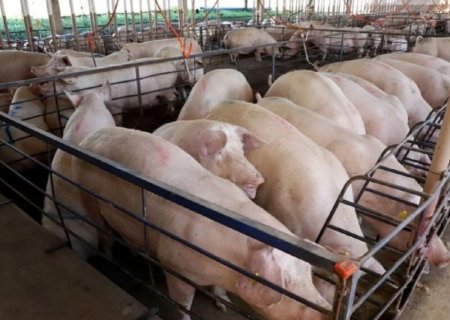 Suinocultura vira referência e impulsiona economia sul-mato-grossense