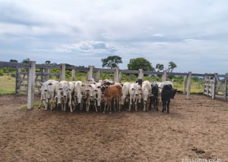 Polícia apreende gado furtado e armas de fogo em fazenda de Rio Verde