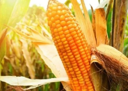 Produtor rural flagra furto de milho em fazenda e procura delegacia de Dourados